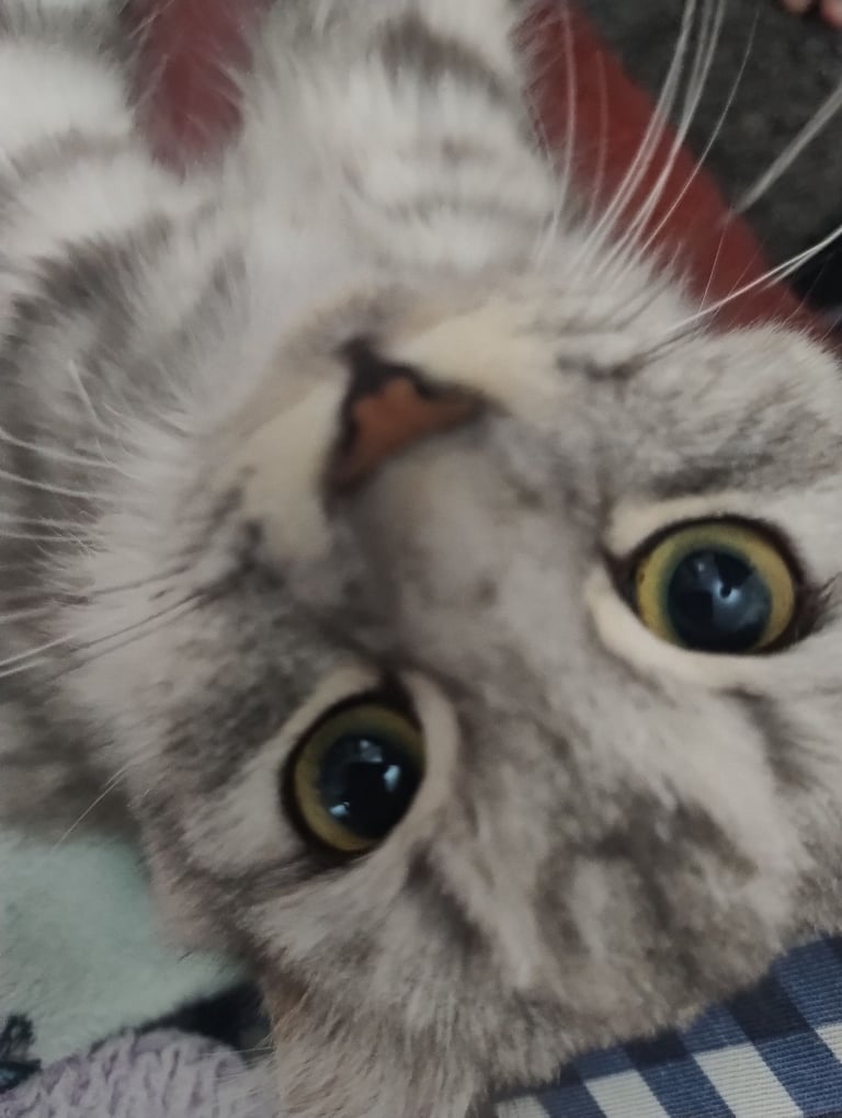 Chinchilla Persian Kittens