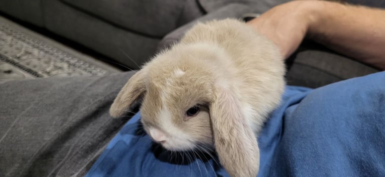 Beautiful Mini lop looking good a home 