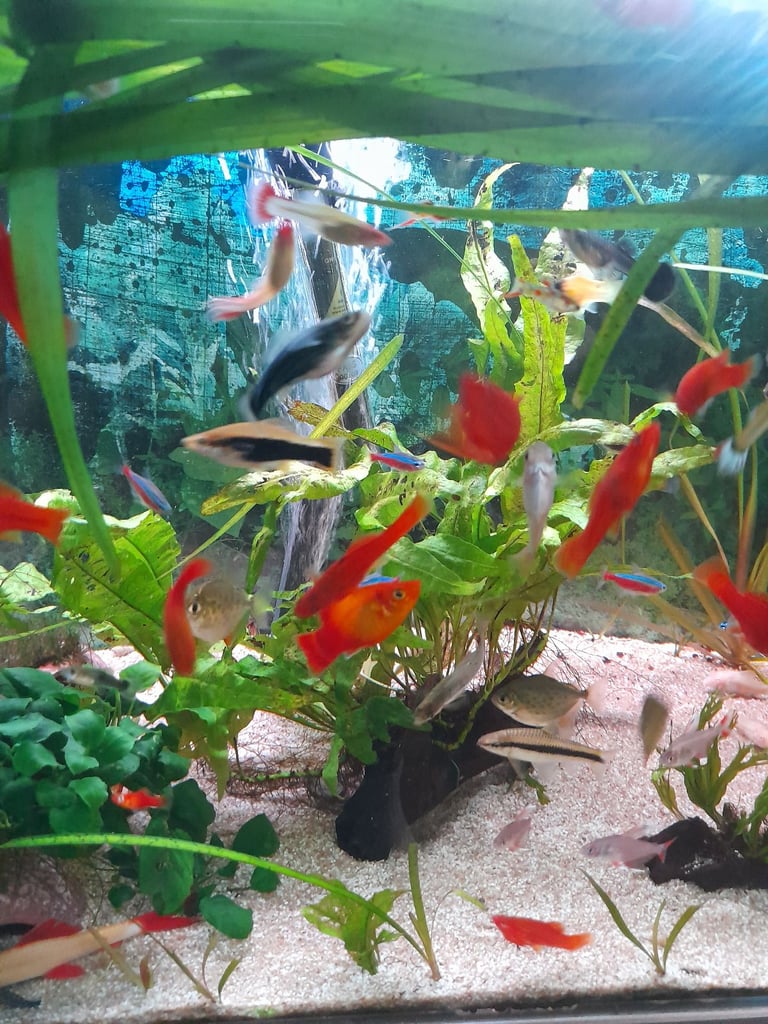 Tropical fish for sale 