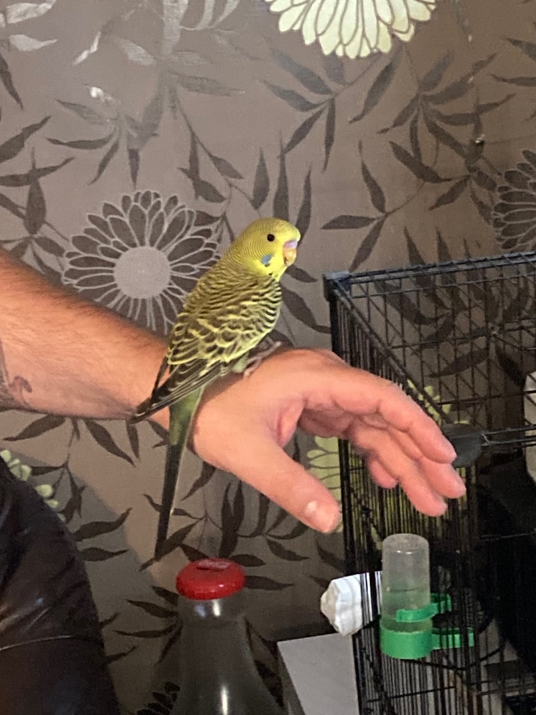 Baby budgies 8 week old 