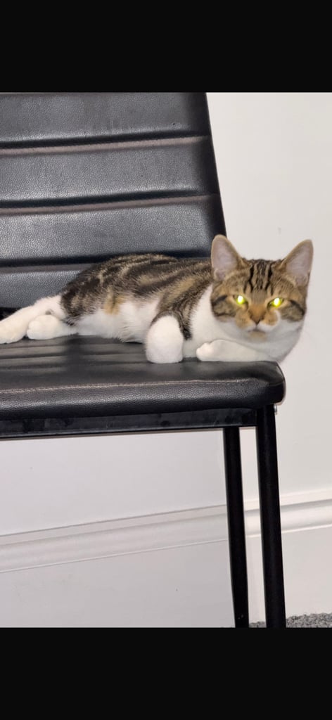 2 brother cats for sale