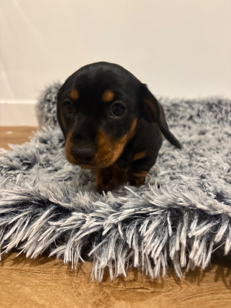 Male miniature dachshund 