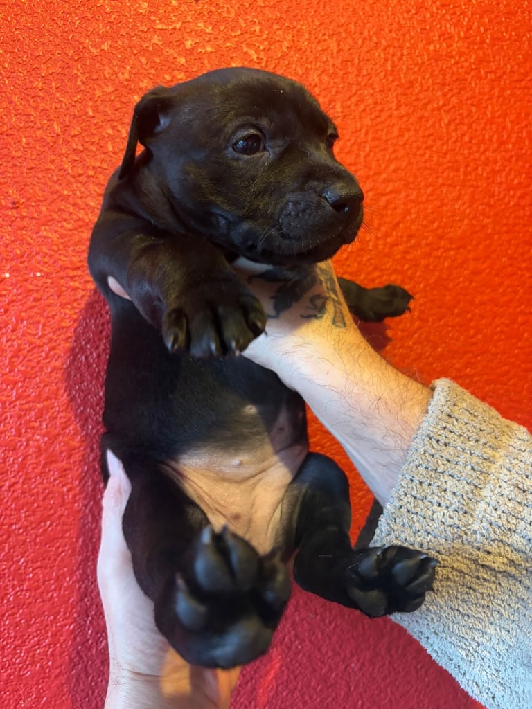 Staffordshire cross puppies 