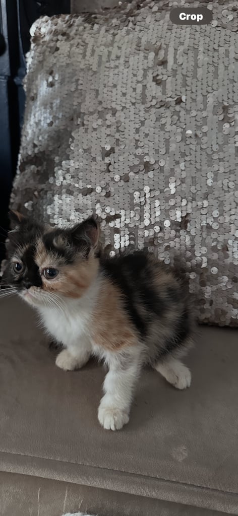 Persian Kittens For Sale