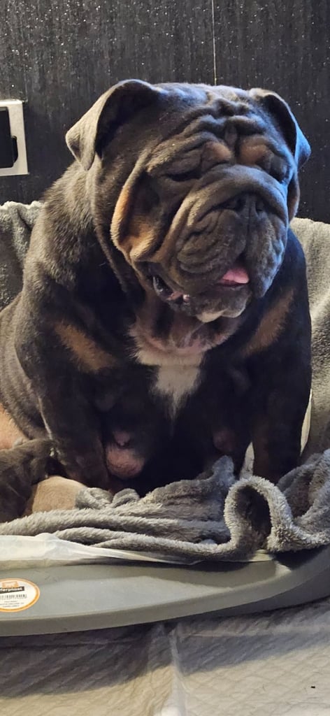 kc british bulldogs 