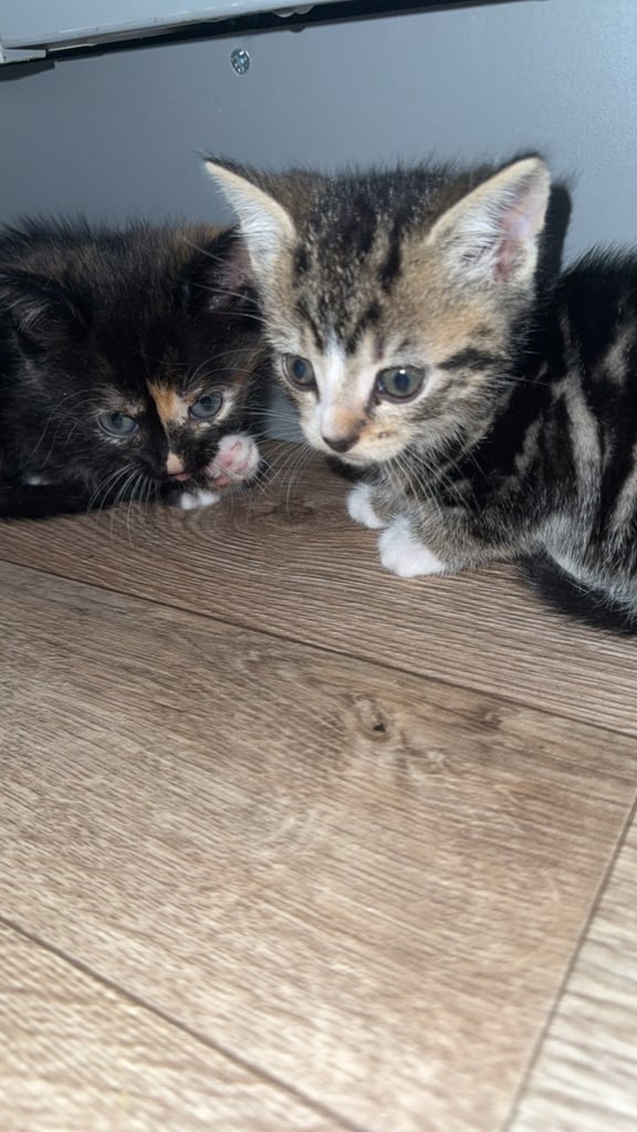 Kittens for sale 