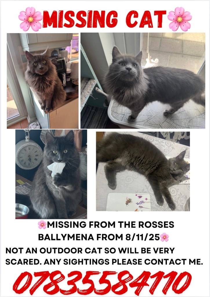 Missing cat