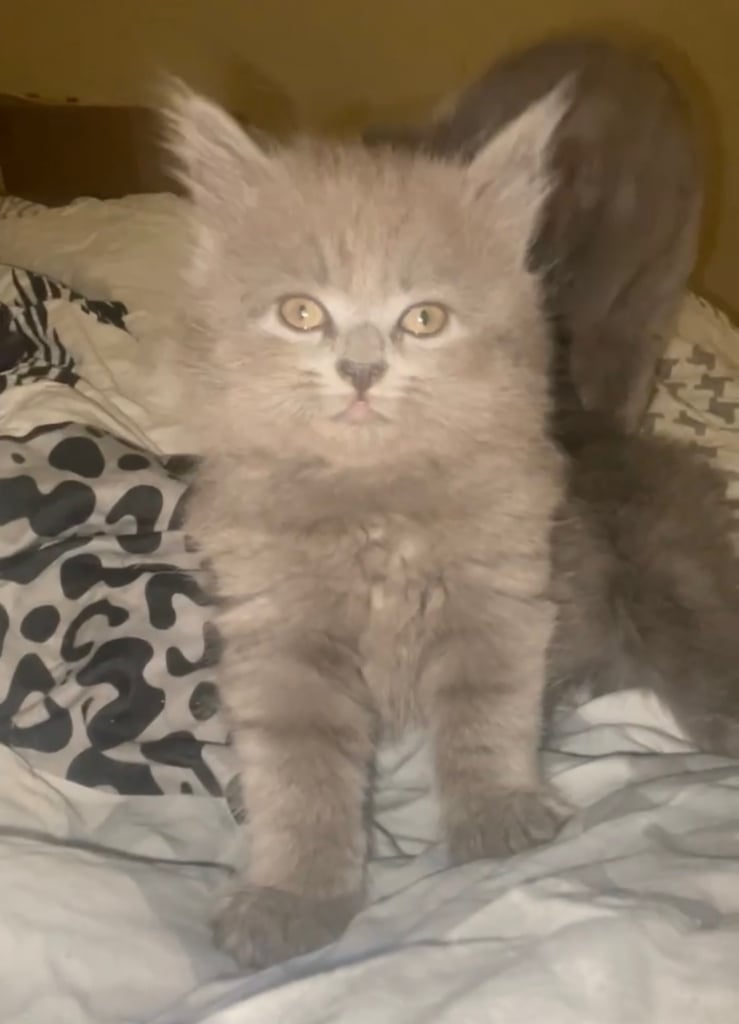 HALF BRITISH SHORTHAIR & HALF MAINECOON