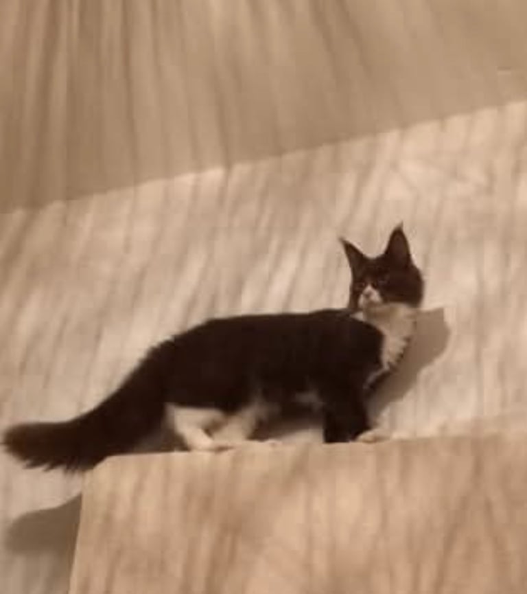 Maine coon cross kittens 
