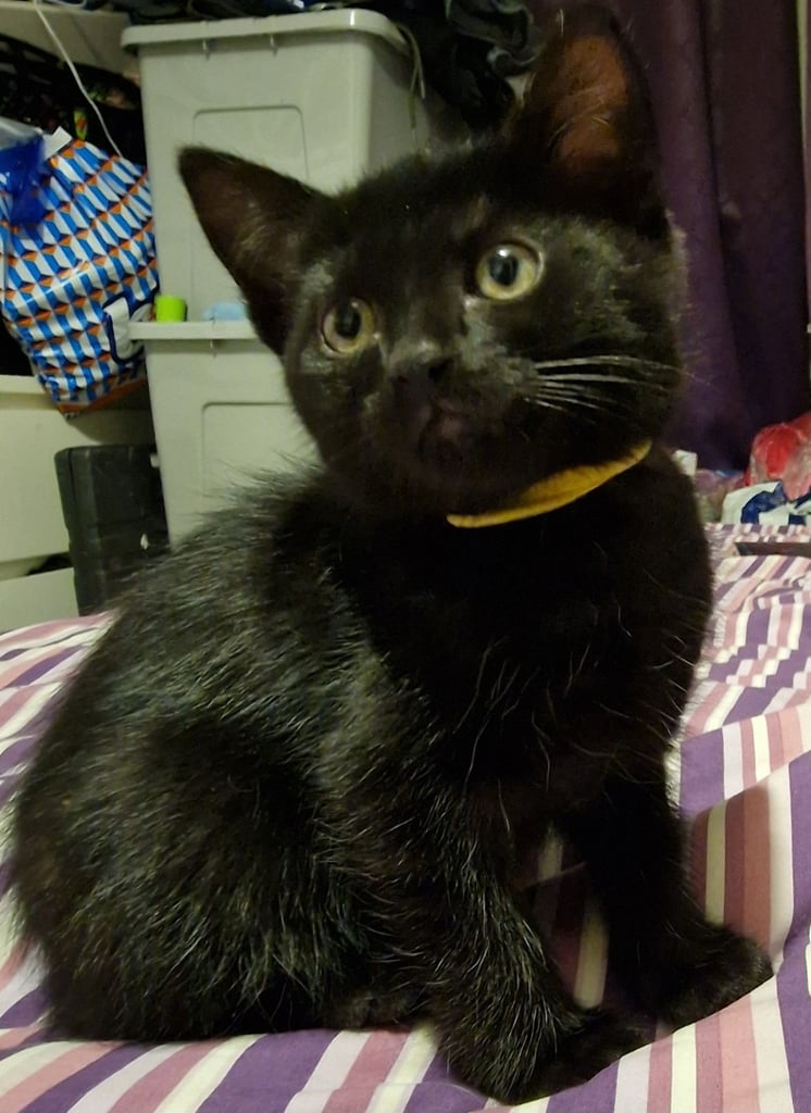 7  beautiful female kittens ready for forever home now 