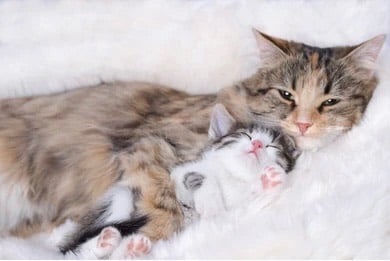 Adorable 8-Week-Old Male Tabby Kitten – Ready for His New Home 🐾