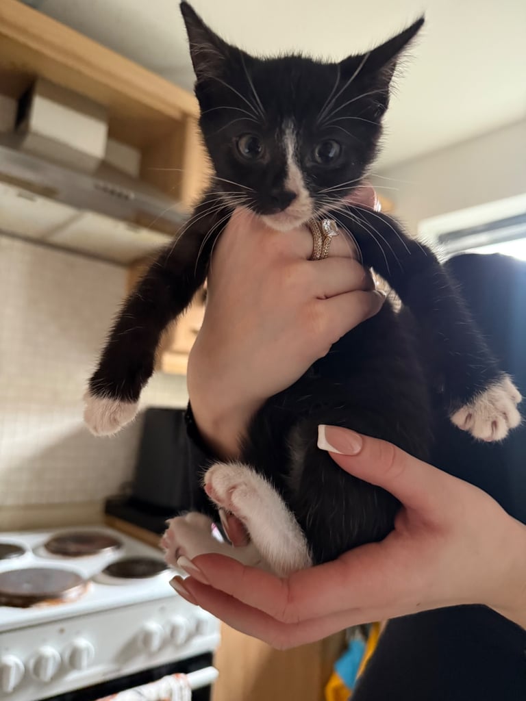 Lovely black and white kitten girl
