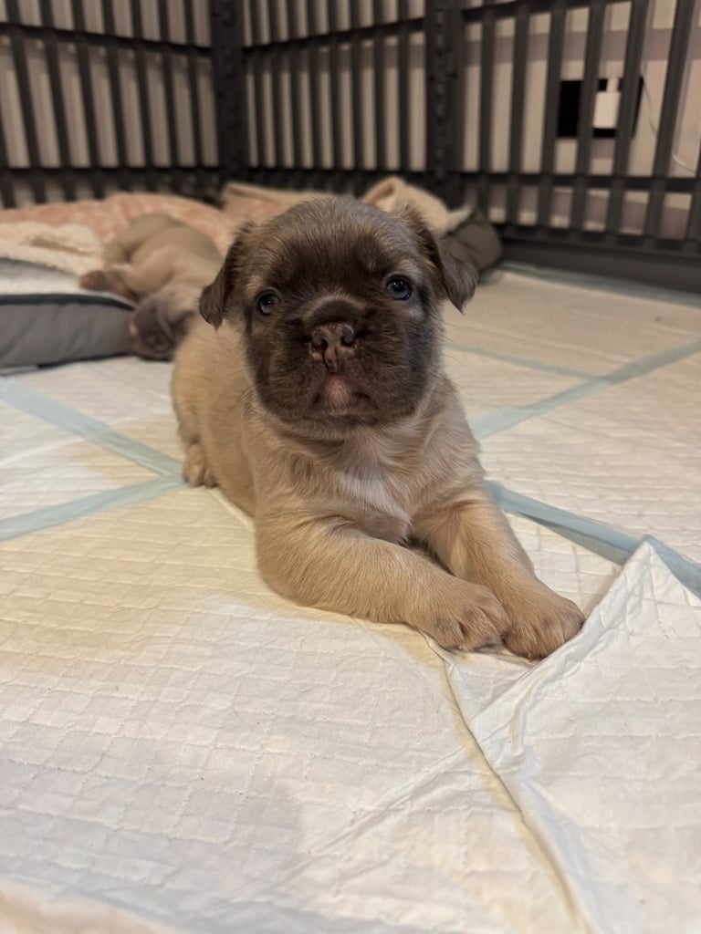 French Bulldog Puppies for Sale – Ready 8th December