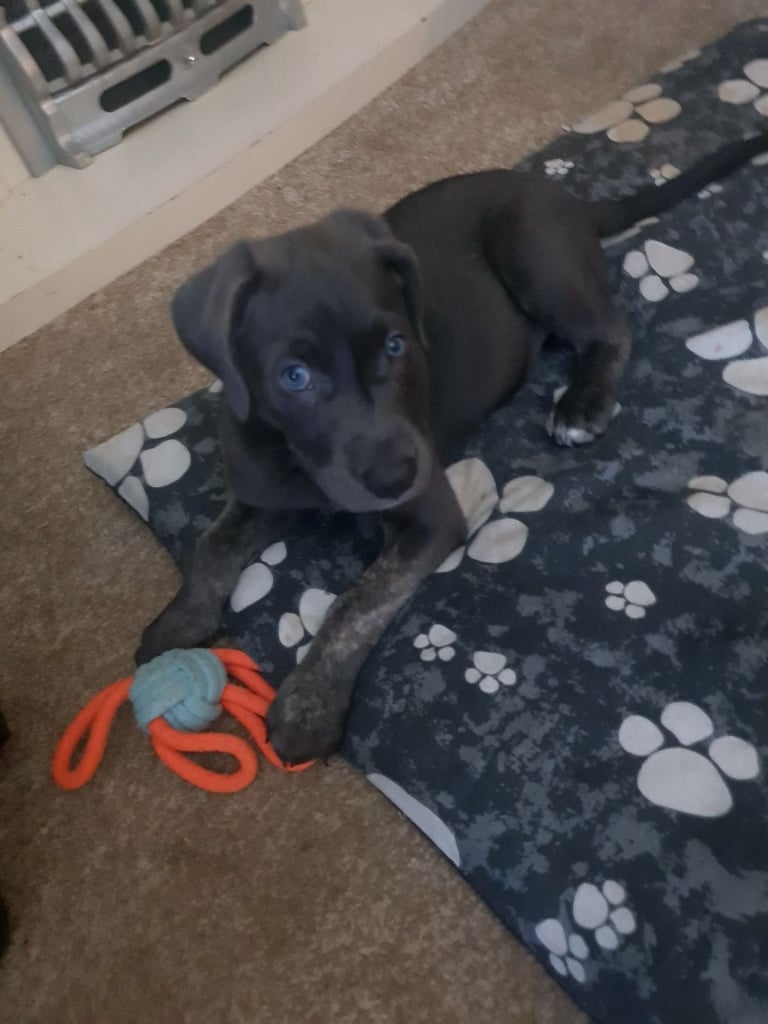 Cane corso x