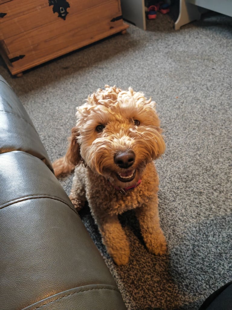 Mini labradoodles 