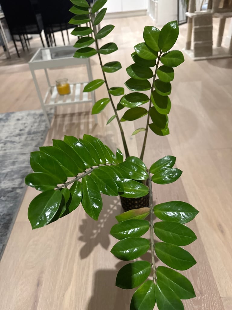 Plant
