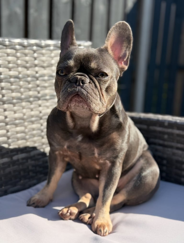 French Bulldog