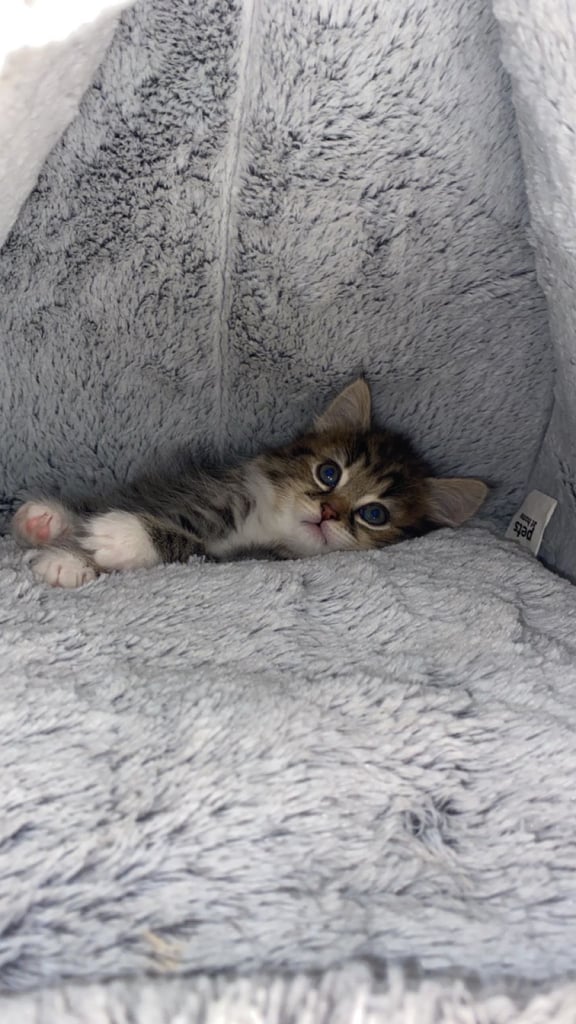 Adorable Kitten Ready For A New Home 🏡 