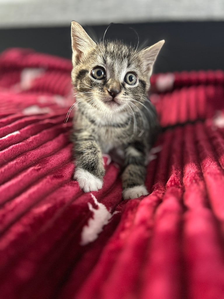 5 kittens (three left )