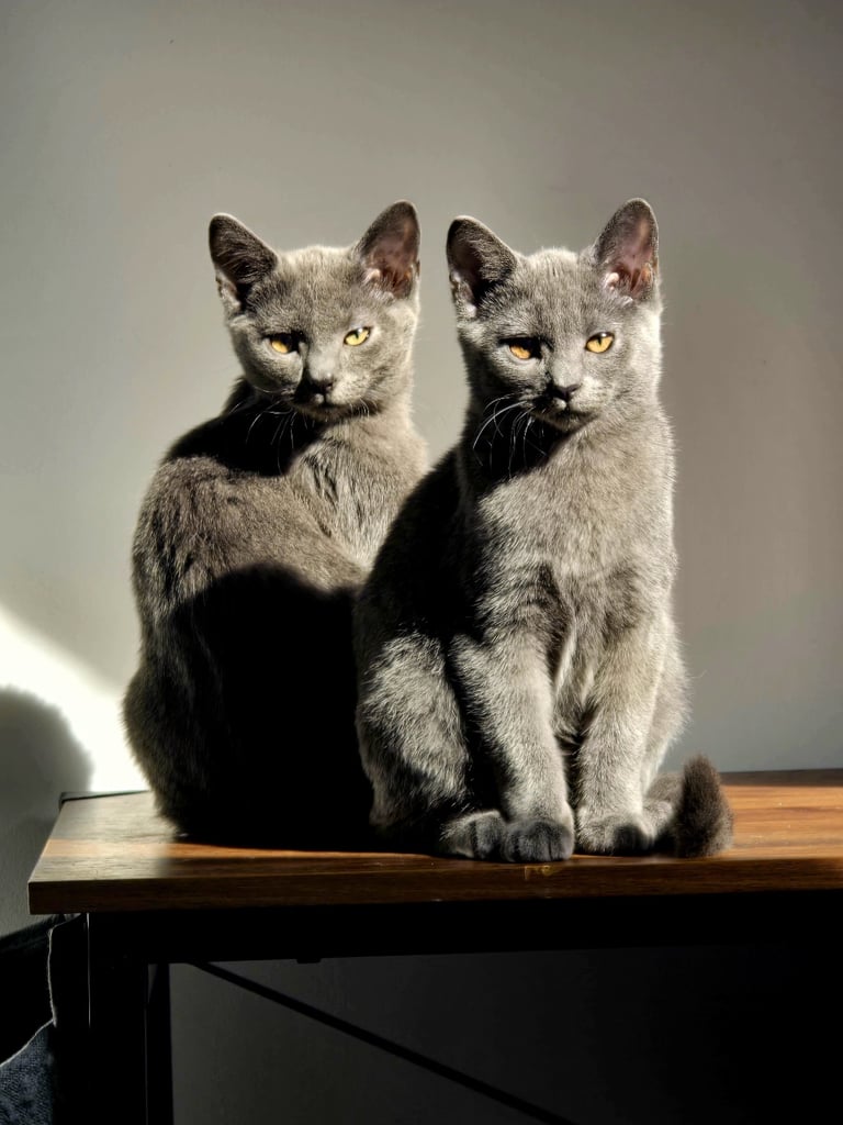 Russian Blue Kittens (only 2 left)