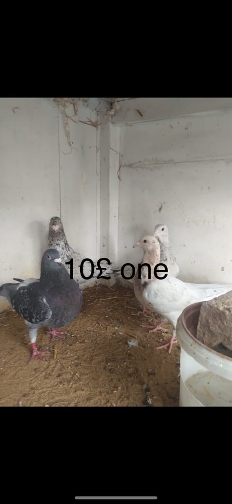 Sale pigeon