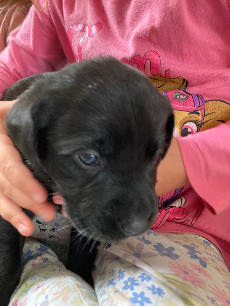 KC Labrador retriever 27.11.2025