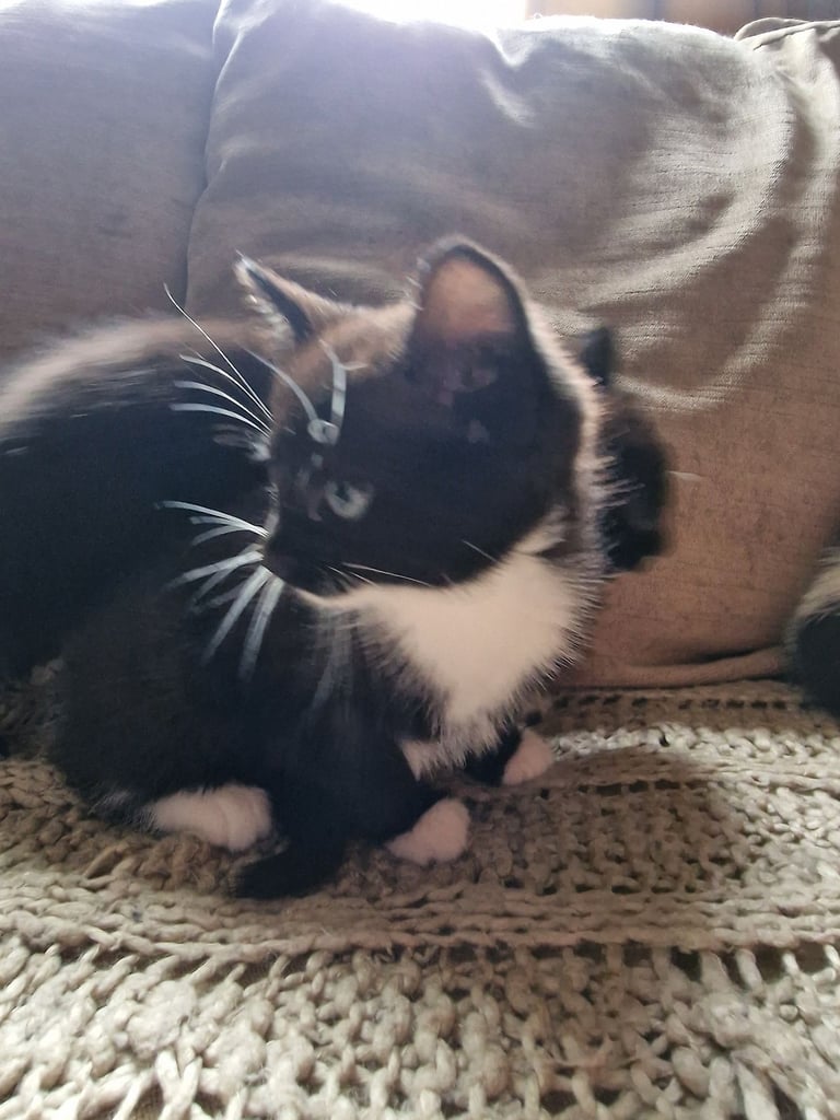 Two healthy kittens are looking for a home, one girl and one boy.