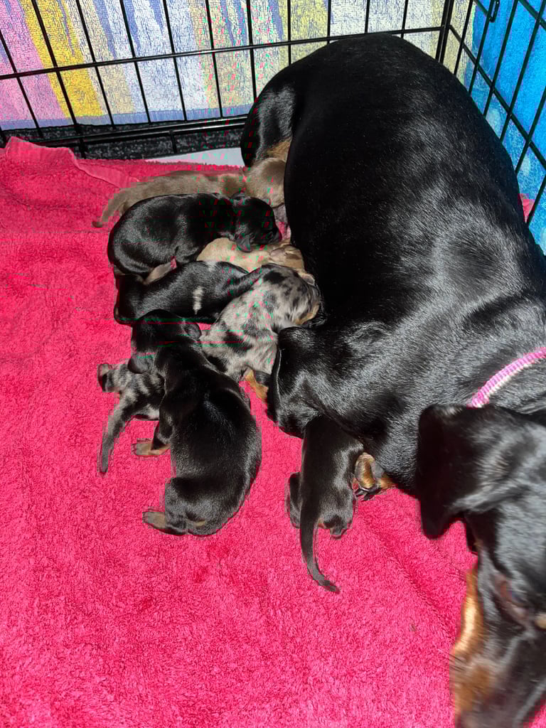 image for 🌟 Beautiful Miniature Dachshund Puppies 