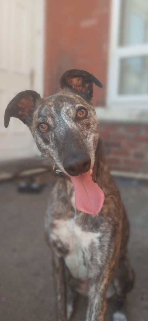 Lurcher male age 3