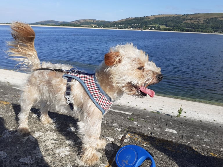 Jack Russel x Yorkshire terrier 