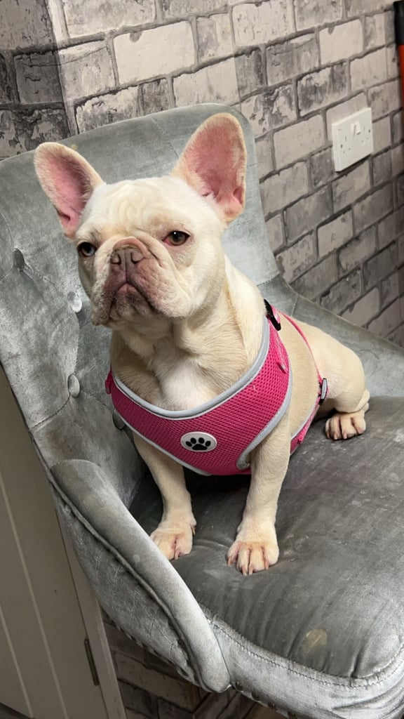 Beautiful French bulldog pups 