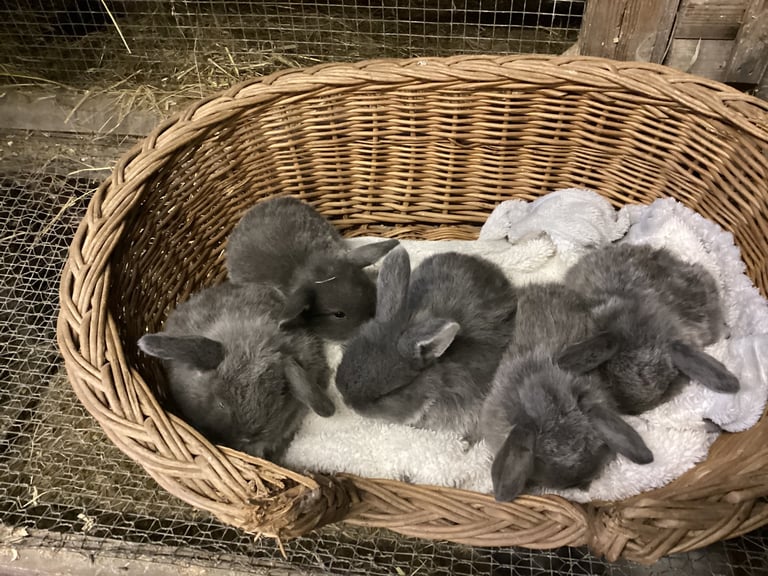 Gorgeous pure bred mini lops for sale 