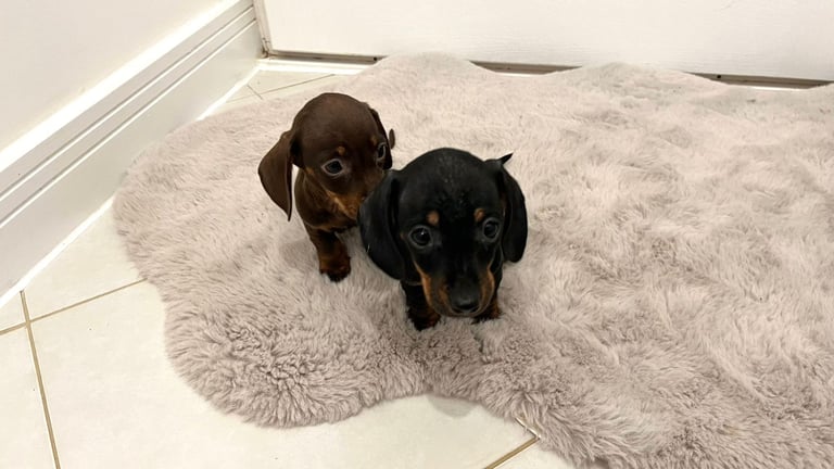 2 Miniature Dachshund Girl Puppies