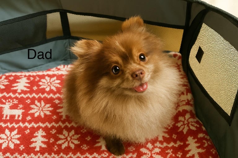 Very cute Pomeranian puppies 