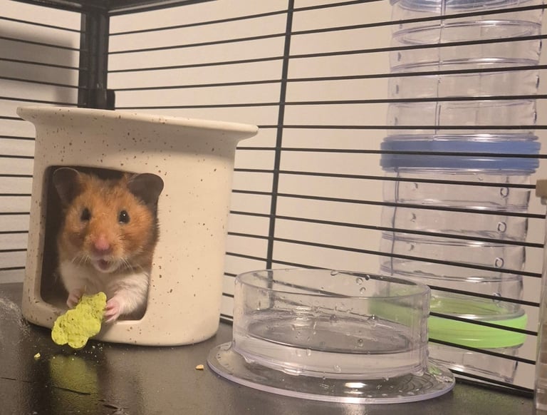 Hamster pet + cage and all accessories