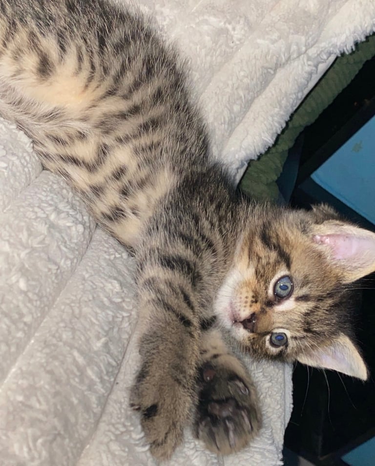 Tabby x Bengal 8 week old cute kitten READY TO LEAVE 🏡