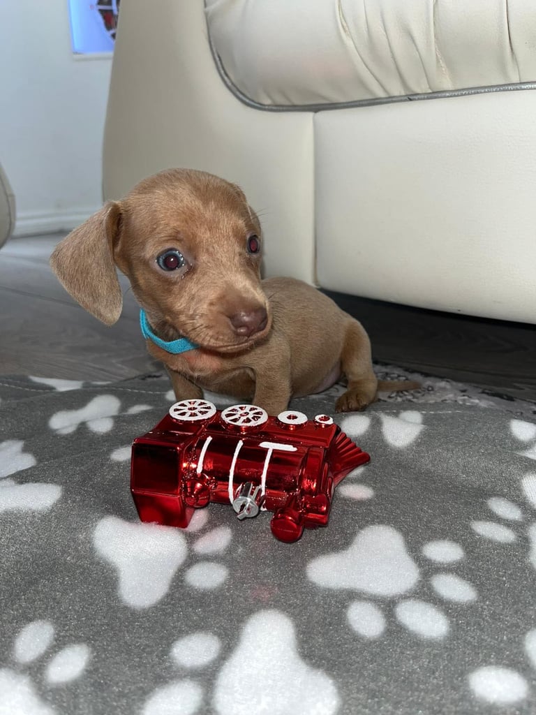 Dachshund puppy’s 