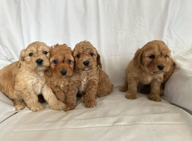 Cavapoo puppies 