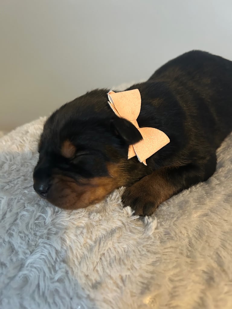 Rottweiler puppies 