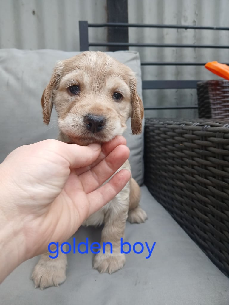 image for Cocker spaniel puppies 