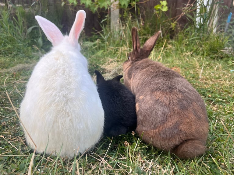 image for Rabbits for sale