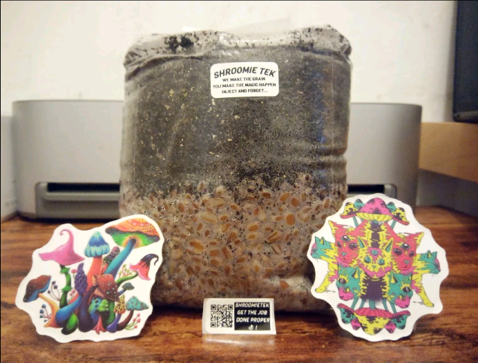 All-In-One Mushroom Grow Kit 1KG Grain Spawn Substrate Cvg 