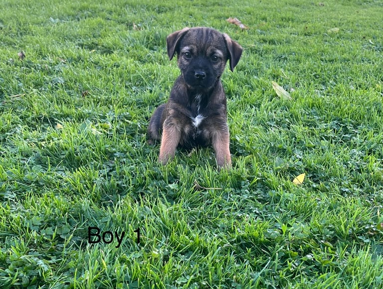 Border terrier pups