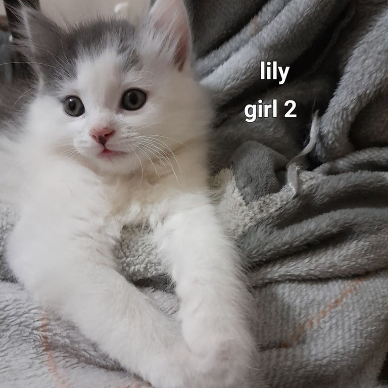  Bi colour white and blue kittens siamese/british shorthair/mix