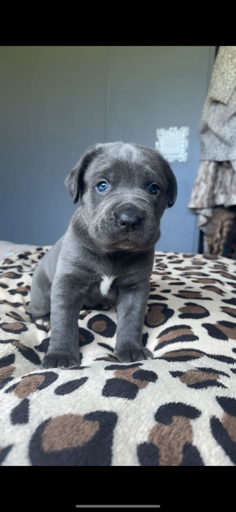 1 cane corso pup left