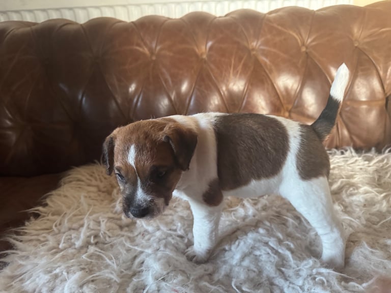 Parsons Terrier (pedigreed)