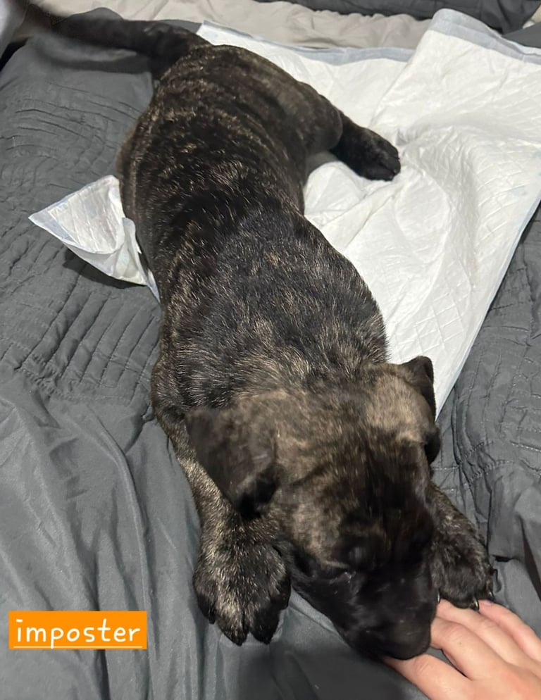 Pure presa Canario, 2years 6month old