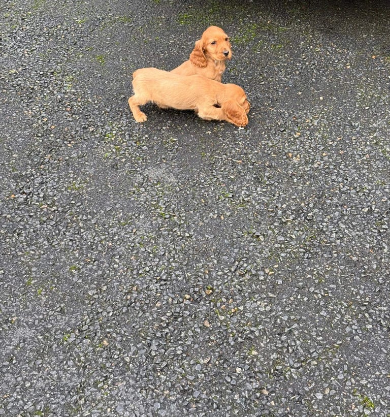 Cocker spaniel puppies 