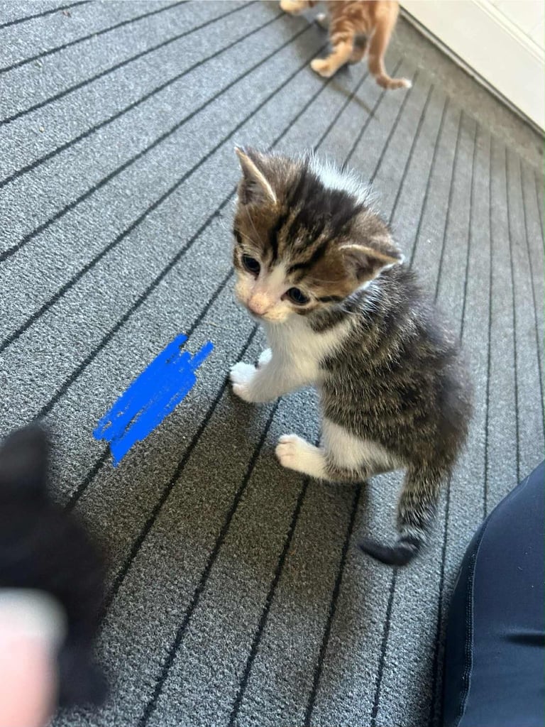 Kittens ready to go next week!