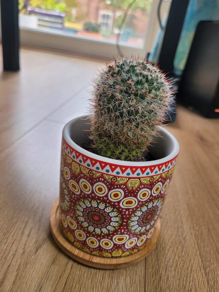 Small cactus